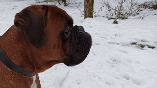 Boxer dog is playing in the snow by Dilon the boxer dog 7,413 views 3 years ago 3 minutes, 38 seconds