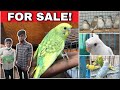 !SALE! LOVE BIRDS &amp; FINCHES || MG BIRDS WORLD || #lovebirds