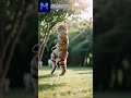 Kitty Dance Party: Generate Funny Dancing Videos from Your Cat Photos Using AI