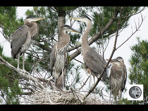 Grand Heron Qui Nourrit Ses Bebes Affames Great Blue Heron Feeding Its Hungry Babies Youtube