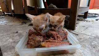 There are three kittens here, but I do not see any black kittens by The Gohan And Cats 506 views 1 day ago 7 minutes, 21 seconds