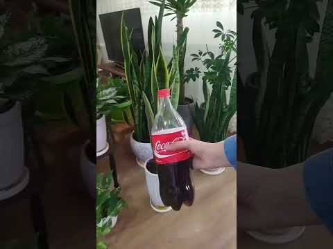 Сделайте замечательное удобрение для вашего растения с банановой кожурой.