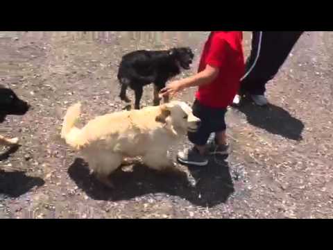 Stray family now at Dallas Animal Shelter