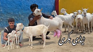 Russian Teddy Goat 2026Russian Teddy Goatteddy Bakri Farmteddy Bakri Farmteddy Bakri