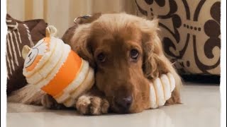 OMGOakley’s Toy Confusion is Too Pawsome to Handle #dog #cockerspaniel