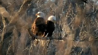 Decorah Eagles. HM \& HD together above N1 - explore.org 04-05-2024