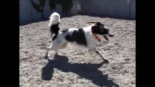 Dog License Video