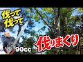 【伐採/開拓】屋根や塀に落としたら即アウト！巨木伐採の連続【第一弾】