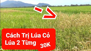 Chỉ Cần 30K Là Diệt Được Lúa CỎ ,Lúa 2 Từng ,Hiểu Quả Tiết Kiệm