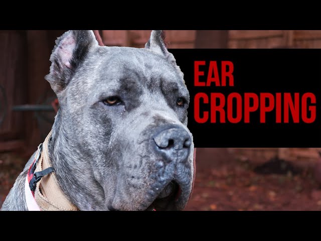 why do they crop cane corso ears