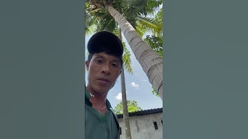 Cưa cây dừa từ trên xuống dưới #cưacây #shorts