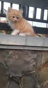 anak kucing tersesat