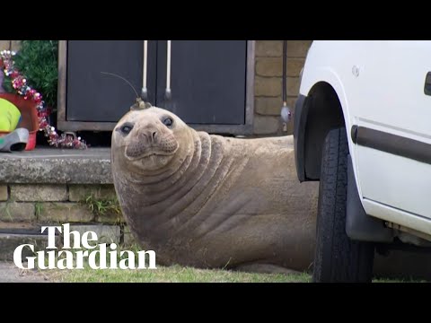 Sleepy elephant seal
