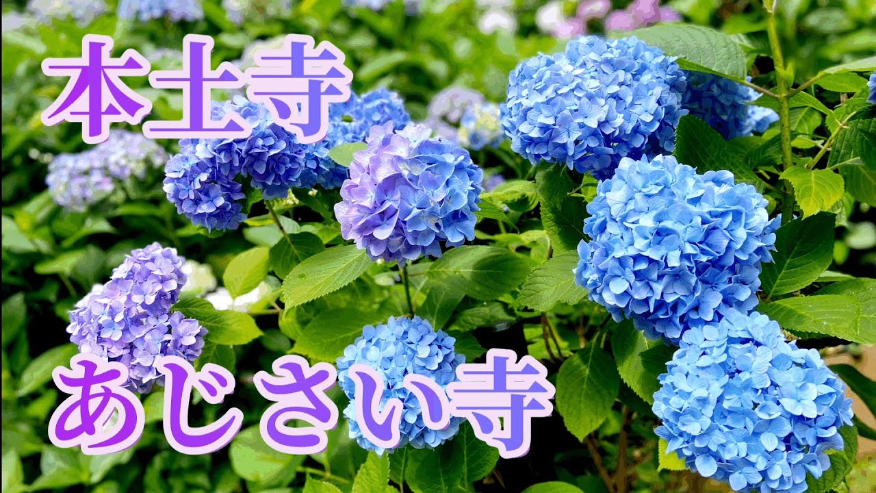 本土寺 あじさい寺 Hydrangea in full bloom Hondoji Temple - YouTube