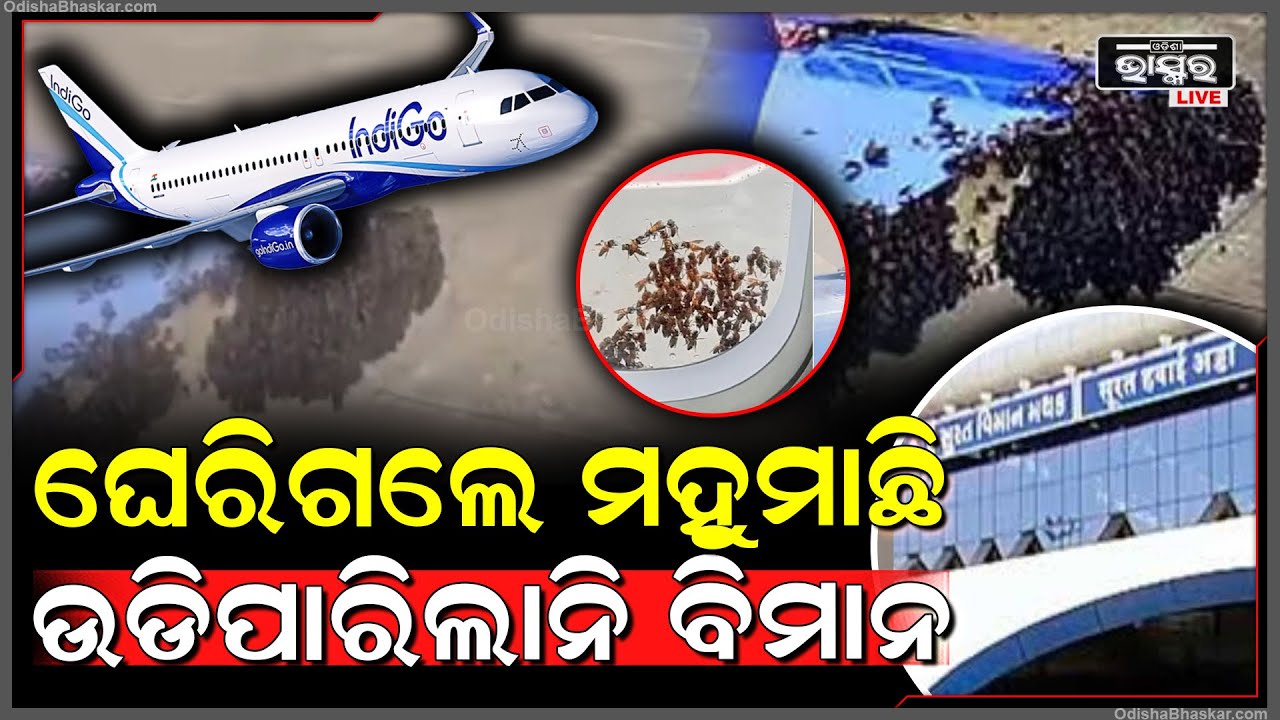 ଅଚାନକ ବିମାନକୁ ଘେରିଗଲେ ମହୁମାଛି, ଭୟରେ ପଡିଗଲେ ଯାତ୍ରୀଙ୍କ ସହ କ୍ରୁ ମେମ୍ବର..ଆଉ ଶେଷରେ ଘଟିଗଲା ଅଜବ ଘଟଣା...