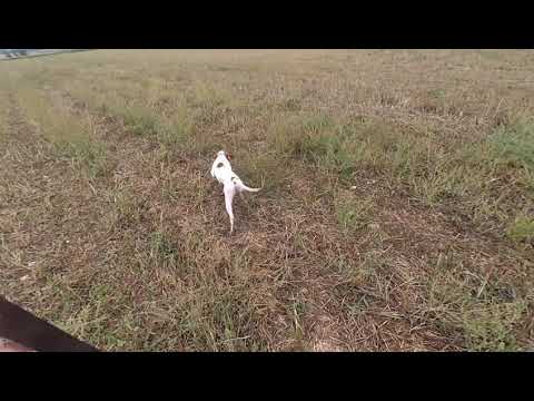 ნადირობა მწყერზე -VITO-ვიტო ENGLISH POINTER