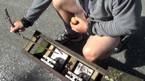 How to set a stoat trap