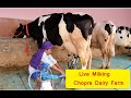 Live Milking |दूध निकाल कर दिखाया 44L | Chopra Dairy Farm | Rahon