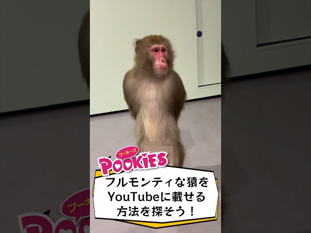 すっぽんぽんのお猿さんをYouTubeに怒られずにのせるには？