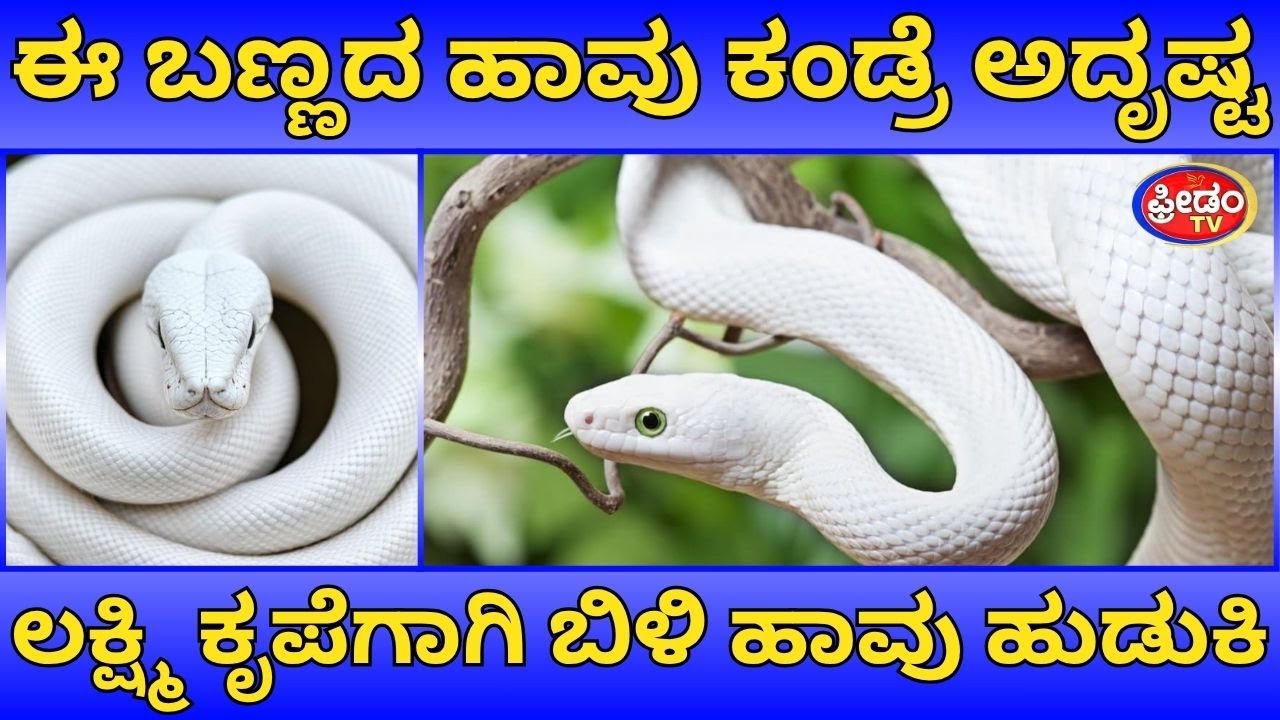 ಈ ಬಣ್ಣದ ಹಾವು ಕಂಡ್ರೆ ಅದೃಷ್ಟ..! ಲಕ್ಷ್ಮಿ ಕೃಪೆಗಾಗಿ ಬಿಳಿ ಹಾವು ಹುಡುಕಿ | white snake in dream meaning