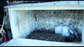 Four Peregrine Falcon chicks banded at Great Spirit Bluff 2023 05 27 23 12 54 814