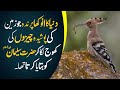Hud Hud And Hazrat Suleman A.S | Facts about Hud Hud | Hoopoe Bird Facts | Muzamil Saeed