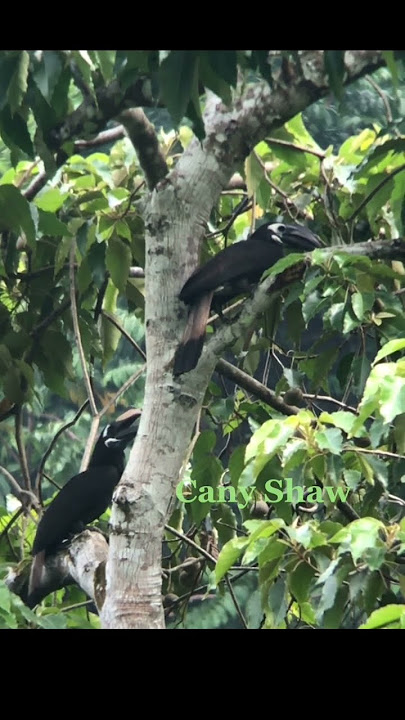Rupa Enggang Klihingan dan suaranya yang khas di alam liar #shorts #leuser #enggang