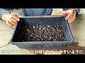 石鎚ゴヨウマツの種播きしました【キミ盆】I sown the seeds of Pinus parviflora