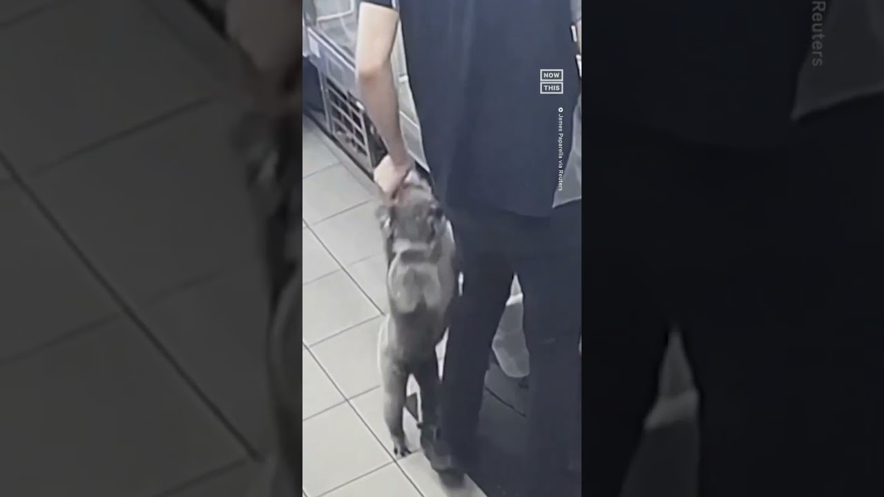 Adorable Koala Hugs Gas Station Employee ❤️