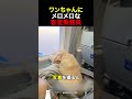 ワンちゃんにメロメロな客室乗務員