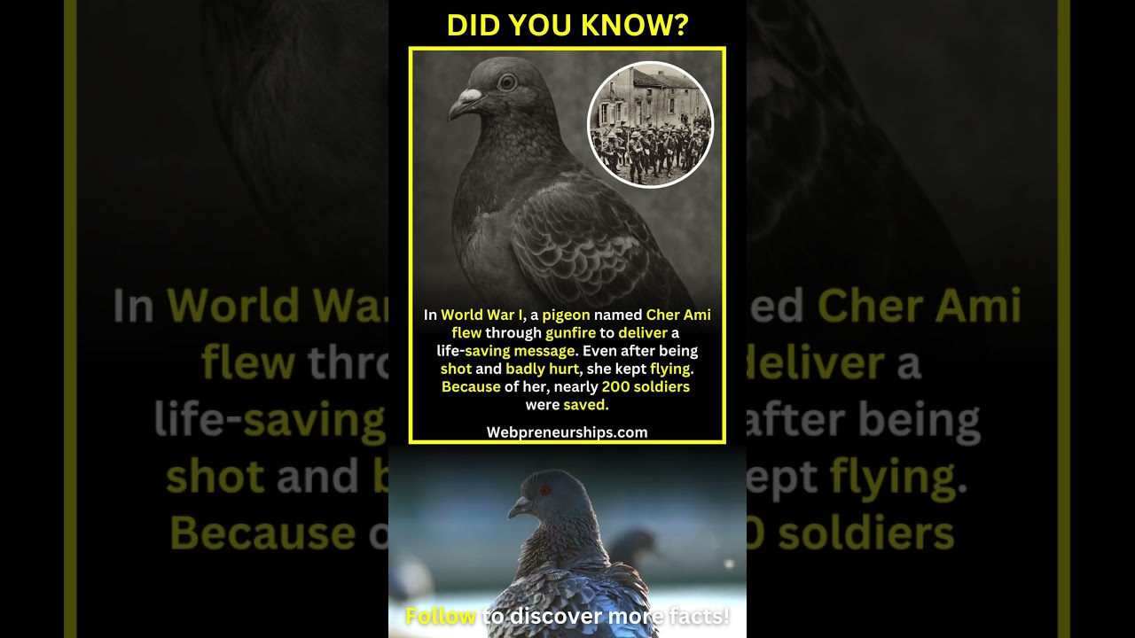 You Ll Be Amazed How One Badly Wounded Pigeon Flew Through Gunfire To Save Lives 