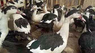 Nan Nan Back Undefined Skip Navigation Search Search Sign In Undefined Home Home Explore Explore Subscriptions Subscriptions Library Library History History Play All Peternakan Bebek Peking Dan Hibrida Super 102 Videos 1 610 Views Last