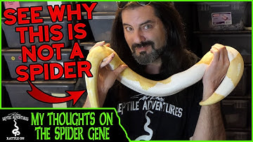 MY THOUGHTS ON THE SPIDER GENE
