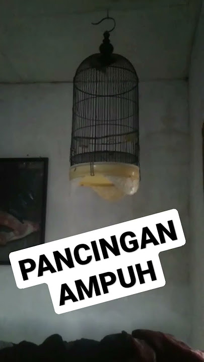 Pancingan cucak jempol dengan siulan