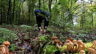 Этот лес усыпан грибами!Собираю ОПЯТА