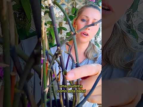 Vídeo: Técnica de Propagação de Brotos - Como Propagar Plantas por Brotamento