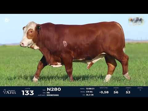 LOTE 133   TAT N280 M Braford
