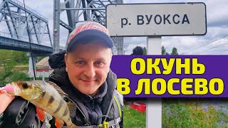 Суходольское озеро, Ух ты! Опять окунь! Исследуем рыбные места в Лосево