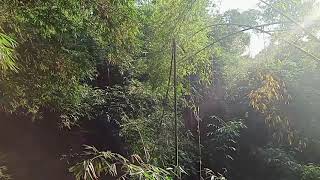 SUARA ASLI SULINGAN GACOR / TLEDeKAN Merdu di Alam Liar  G.MERBABU