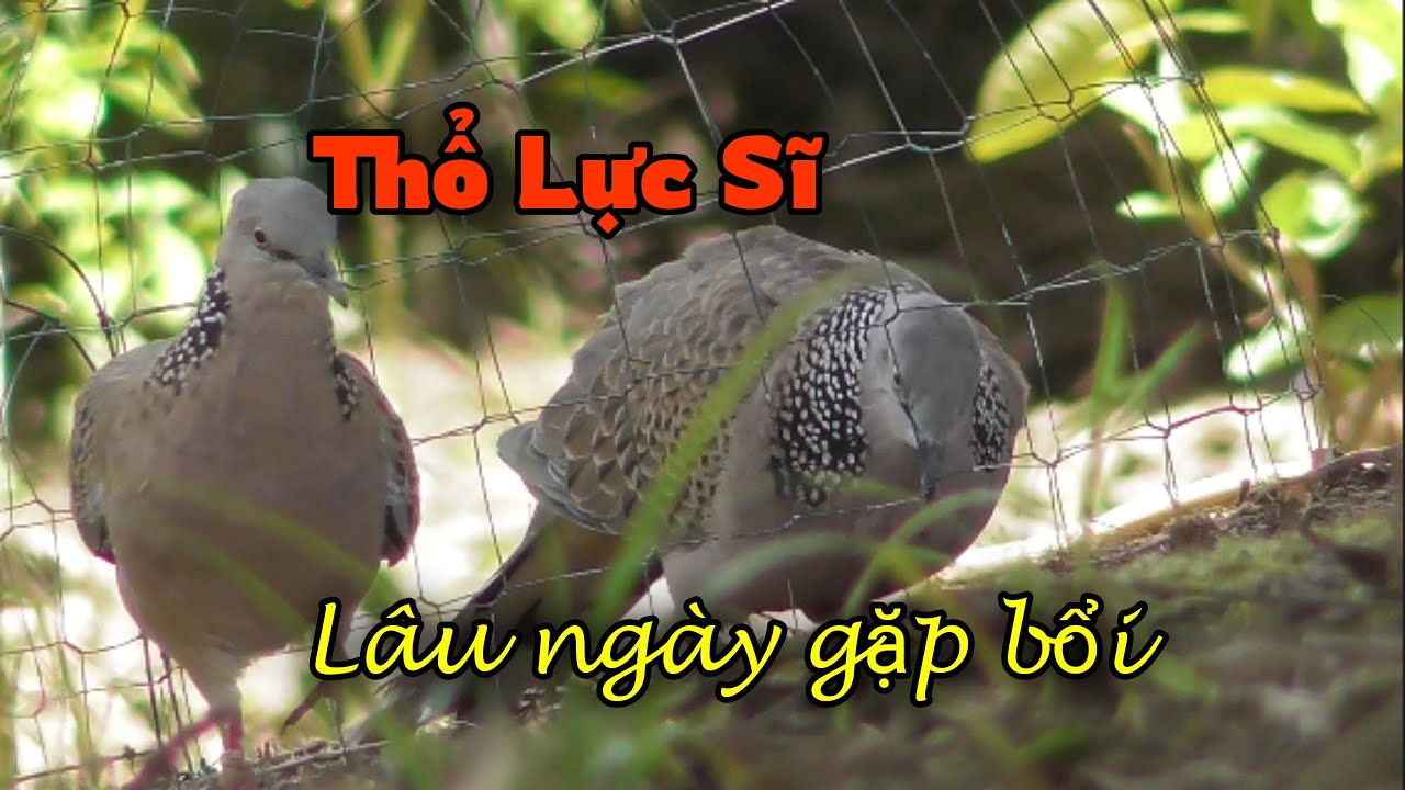 Mồi Thổ Lực Sĩ lâu ngày gặp lại bổi || Cu gáy trà vinh #duytravinh  