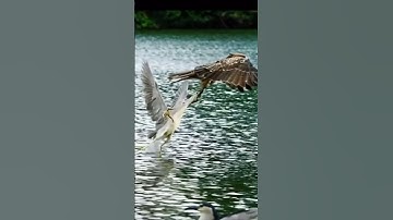 #egzonibrahimi #سورة_الإخلاص #ikhlas #shortvideo #nature