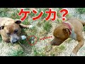 【兄妹喧嘩?】ピットブル兄妹に馬のアキレスあげたら奪い合いになるのか?