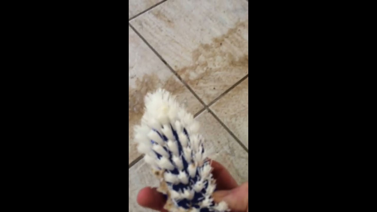 Fayans Nasıl Parlatılır Fayans Nasıl Parlatılır