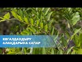 Көгалдандыру алаңдарына сапар | NCOC