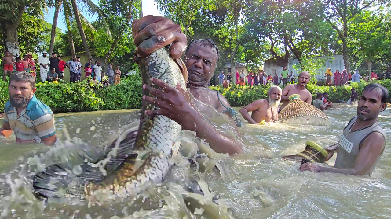 বহু বছরের পুরনো পুকুরে সব দানবাকৃতির মাছ ধরা🐟Unbelievable Biggest Fishing! Amazing Big Fishing