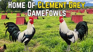 Home Of Clement Grey GameFowls | USA Elite Farm screenshot 5