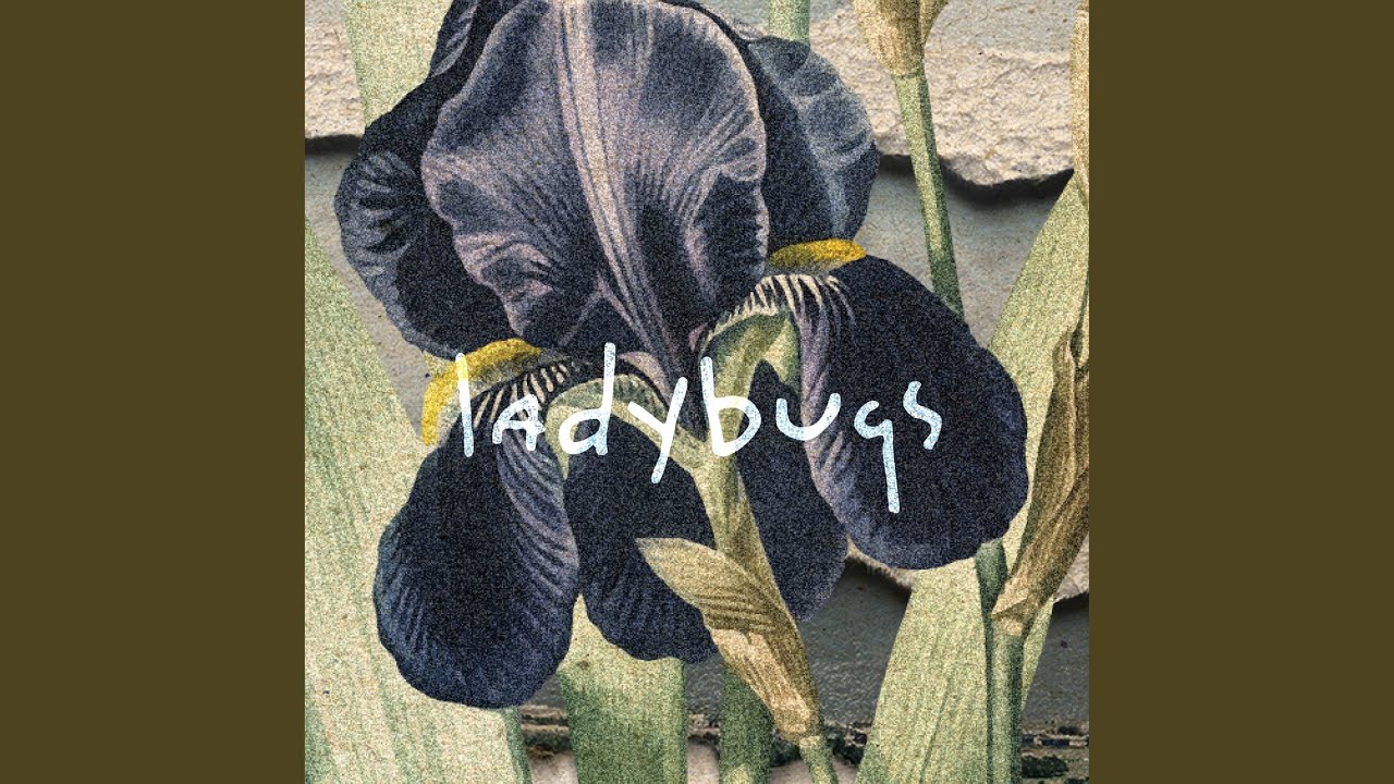 Watch Ladybugs on YouTube Watch Ladybugs on YouTube