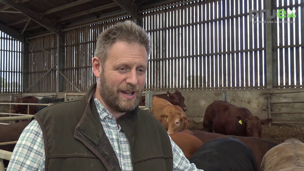 Exceptional welfare standards in Turkey production YouTube