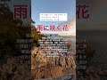 「雨に咲く花」氷川きよしcover井上ひろし。