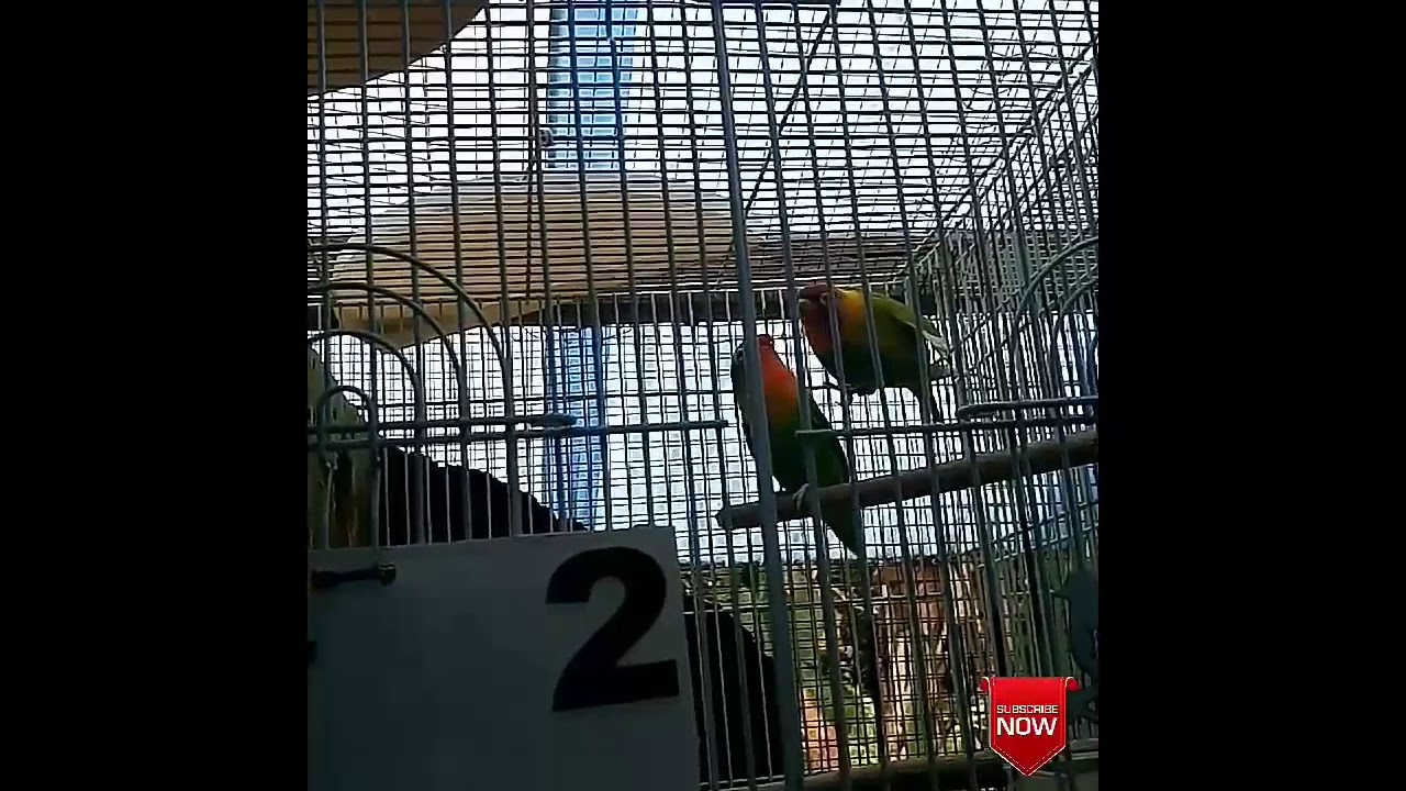 Lovebird untulan ngekek !!!! Beautiful lovebird song !!!! YouTube